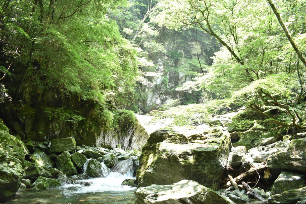 日本一美しい川の水源　「安居渓谷」