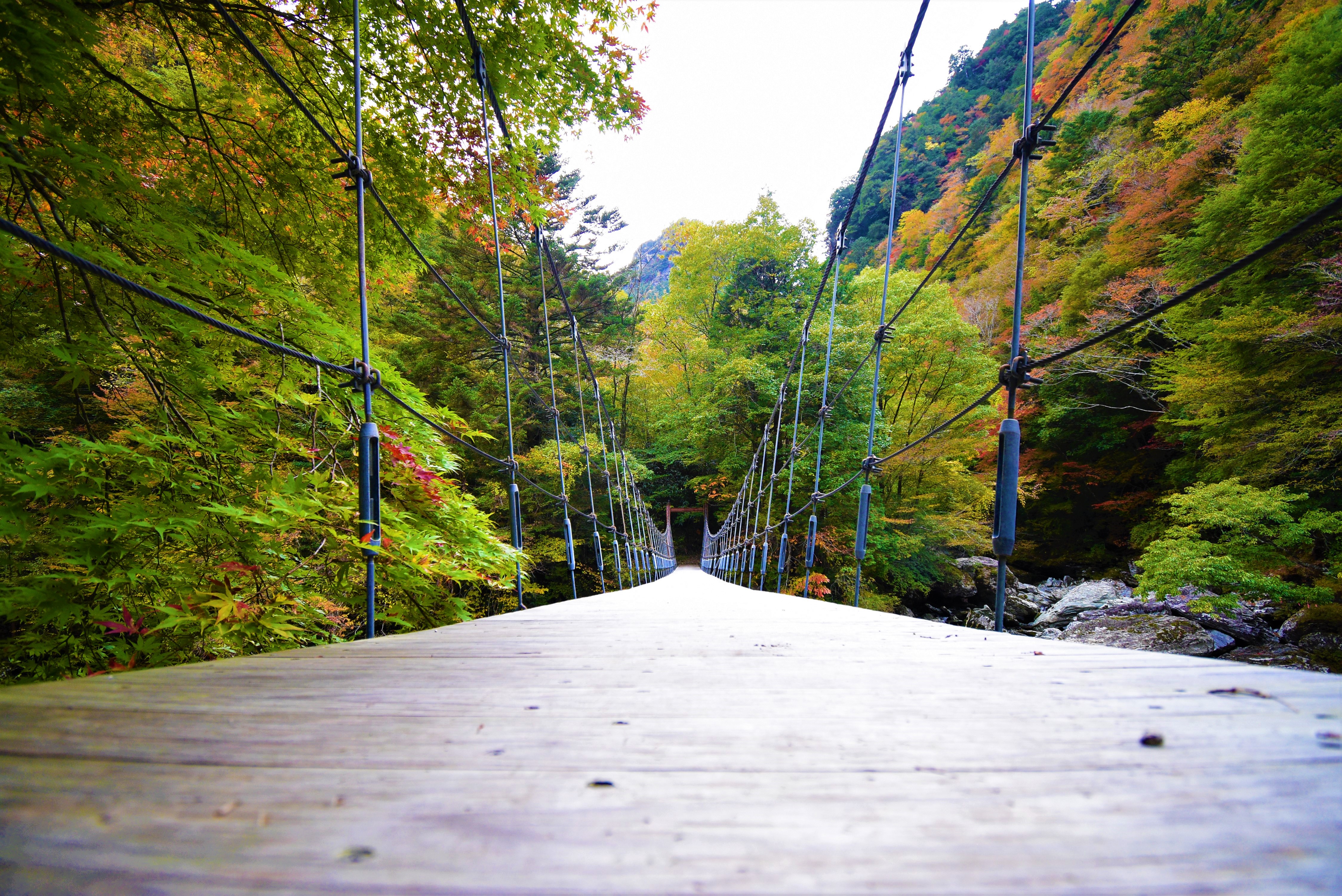 【瀬戸川渓谷】風情溢れる吊り橋と無限に広がる紅葉を大満喫。