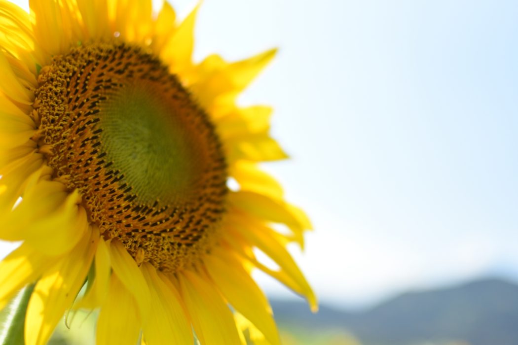 今が旬 話題の出間ひまわり畑 を検証 レペゼン高知