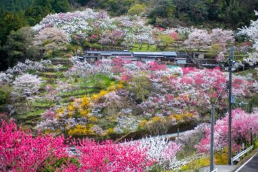 【上久喜の花桃】絶景！日本で最も美しい村。仁淀の咲き誇る桃。