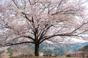 【八京の一本桜】極楽浄土！花咲じいさんが育てた桃源郷が神秘的だった。
