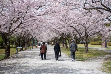 【鏡野公園】満員御礼！桜の凱旋門が綺麗すぎた！！高知屈指の有名桜スポット。