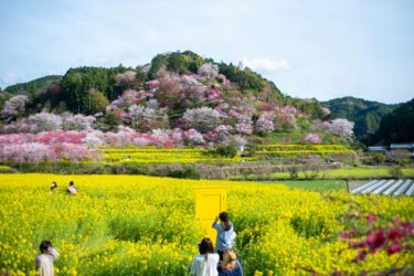 【西川花公園】一面桃源郷。桜と菜の花の夢世界！！